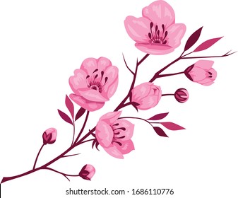 Vietnamese peach blossom flower vector