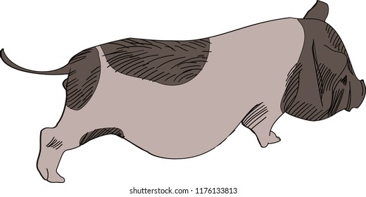 Vietnamese pig 2 hand-drawn vector illustration 
