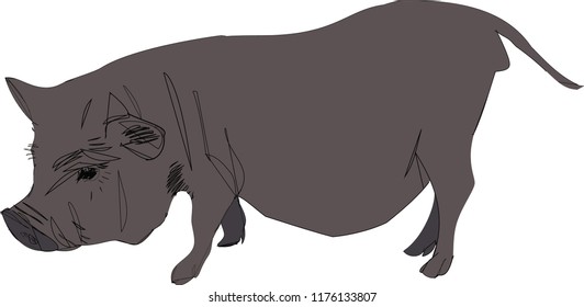 Vietnamese pig 3 hand-drawn vector illustration 