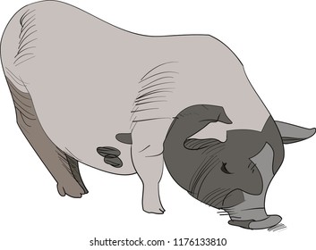 Vietnamese pig hand-drawn vector illustration