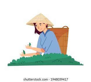 Vietnamese Woman Farmer in Straw Conical Hat Picking Tea Leaves in Wicker Basket Vector Illustration