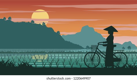 Vietnamese woman hold bicycle walk pass rice field on sunset time,vector illustration