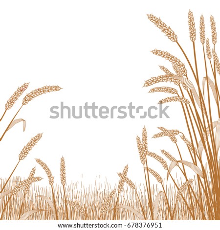 View of across a wheat field with wheat grass strands framing the scene in the foreground.
