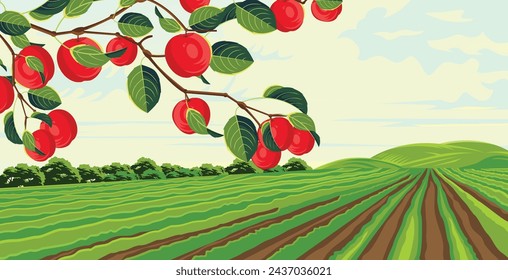 view of agricultural fields with apples in focus and plantation background and clear sky 