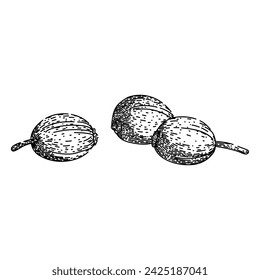 view coriander hand drawn. parsley fresh, seed bunch, green herb view coriander vector sketch. isolated black illustration