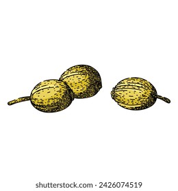 view coriander hand drawn. parsley fresh, seed bunch, green herb view coriander vector sketch. isolated color illustration