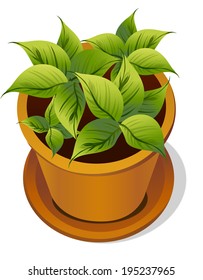 The view of flowering plant 