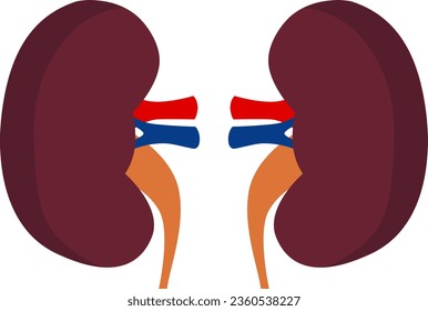 The view of kidney icon