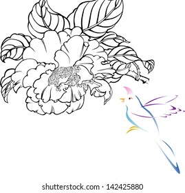 the view of the nature--flower, peony and bird