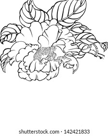 the view of the nature--flower,peony