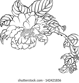the view of the nature--flower,peony