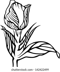 the view of the nature--flower,rose