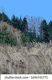 View on the hill with dry grass and coniferous forest outside of St. Petersburg. Vector natural illustration