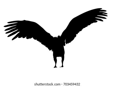 View on the silhouette of a african vulture - digitally hand drawn vector illustration