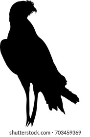 View on the silhouette of a chanting goshawk - digitally hand drawn vector illustraion