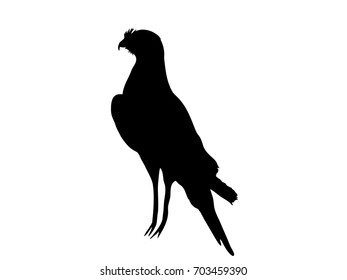 View on the silhouette of a chanting goshawk - digitally hand drawn vector illustraion