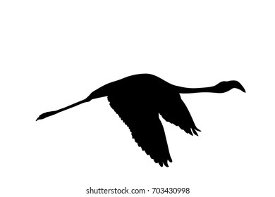 View on the silhouette of a flamingo - digitally hand drawn vector illustraion