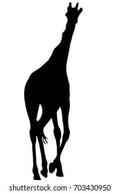 View on the silhouette of a giraffe - digitally hand drawn vector illustraion