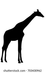 View on the silhouette of a giraffe - digitally hand drawn vector illustraion