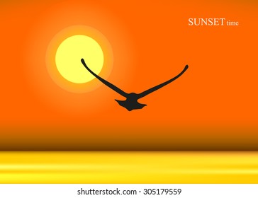 View of sun set and gull silhouette. Sunset background.
