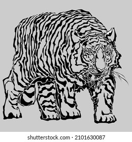 View of tiger walking towards you