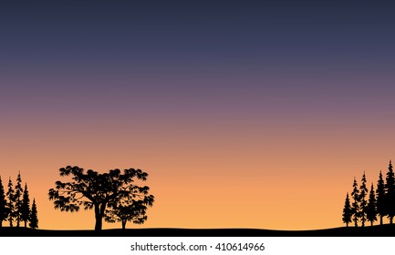 View of tree at sunrise a very beautiful