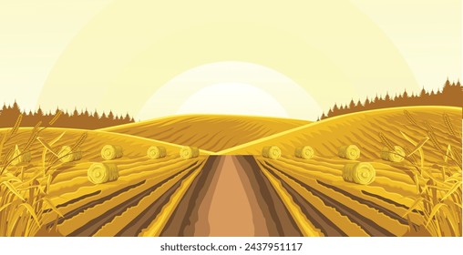 view of wheat plantations, with rolls of hay, road in the middle area of the plantation