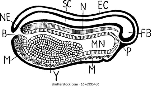 Viewed before the closure of blastopore showing FB. fore-brain; EC. ectoderm; N. notochord; SC. canal of spinal cord; and other, vintage line drawing or engraving illustration.