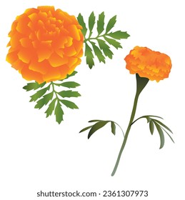 Views of Marigold flower (flor de cempasúchil) traditional flower for the celebration of the mexican 'day of the dead' in the fall or autum season