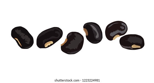 Vigna mungo  isolated on the white background,vector illustration eps 8