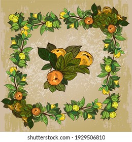 Vignette of an apple tree branch with leaves and apples in yellow. In the center there are three apples