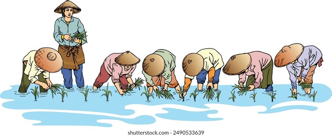 village people transplanting rice seed on the field