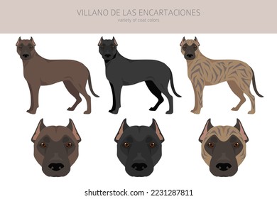 Villano de las Encartaciones clipart. All coat colors set.  All dog breeds characteristics infographic. Vector illustration