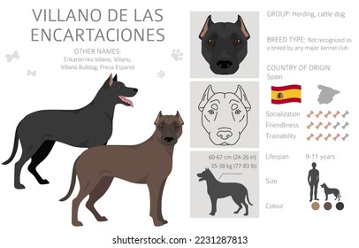 Villano de las Encartaciones clipart. All coat colors set.  All dog breeds characteristics infographic. Vector illustration