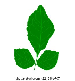 color del icono del vector de la hoja de vilvam
