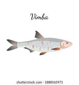 Vimba river fish with name subscription. Vimba isolated on white background. Big fish. Vector illustration 