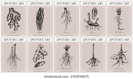 Vinatge apothecary root labels set. Medicinal plants hand drawn vector illustrations in engraving  style for packaging and branding. NOT AI generated