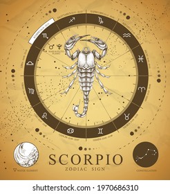 Vinatge magic witchcraft card with astrology Scorpio zodiac sign. Realistic hand drawing scorpion illustration. Zodiac characteristic