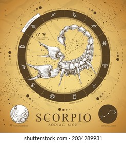 Vinatge magic witchcraft card with astrology Scorpio zodiac sign. Realistic hand drawing scorpion illustration. Zodiac characteristic