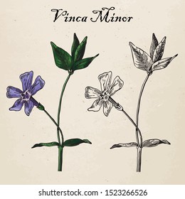 Vinca minor flower myrtle dwarf periwinkle vector drawing 