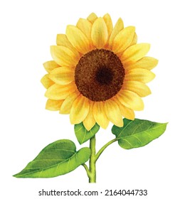 Vincent's Choice Digital Watercolor Paint of a Sunflower 