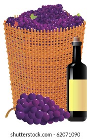 Vine basket,  grape  branch and wine bottle. Vector illustration.