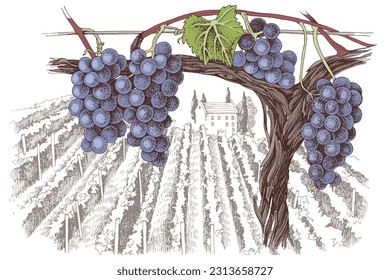 Vine with blue grapes against a rustic backdrop