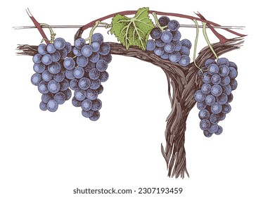 vine with blue grapes and green leafs on old vine