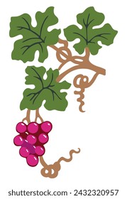 Vine branch decorative with ripe grape berries bunch, green leaves and tendrils, vector illustration isolated on white