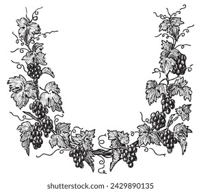 Ramas de vid con racimos maduros de bayas de uva, hojas y zarcillos, marco blanco y negro vector boceto aislado en blanco