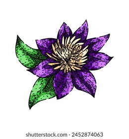 vine clematis hand drawn. purple pink, blue climbing, plant bloom vine clematis vector sketch. isolated color illustration