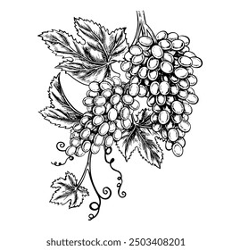 A vine with clusters of grapes. Vector graphics, black and white hand-drawn illustration. Isolate on a white background. A design element for packages and labels. For banners and posters.