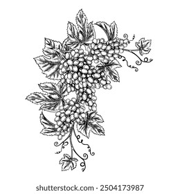 A vine with clusters of grapes. Vector graphics, black and white hand-drawn illustration. Isolate on a white background. A design element for packages and labels. For banners and posters.