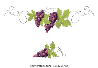 Vine, Decorative Element. Purple Grapes, Vector Illustration In Watercolor Style.